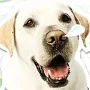 Dolly the Labrador retriever