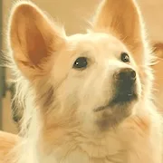 Mikku