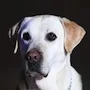 Dolly the Labrador