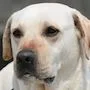 Dolly the dog