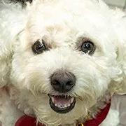 Animal actor Ronron